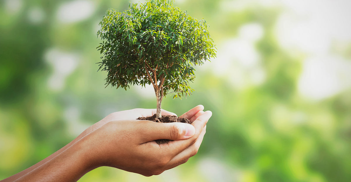 The Benefits of Making Your Business More Eco-Friendly